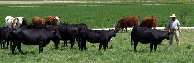 100-percent-grass-fed-organic-beef-cows A farmer tending to a herd of black and brown cattle in a lush green pasture, with fields stretching into the background.