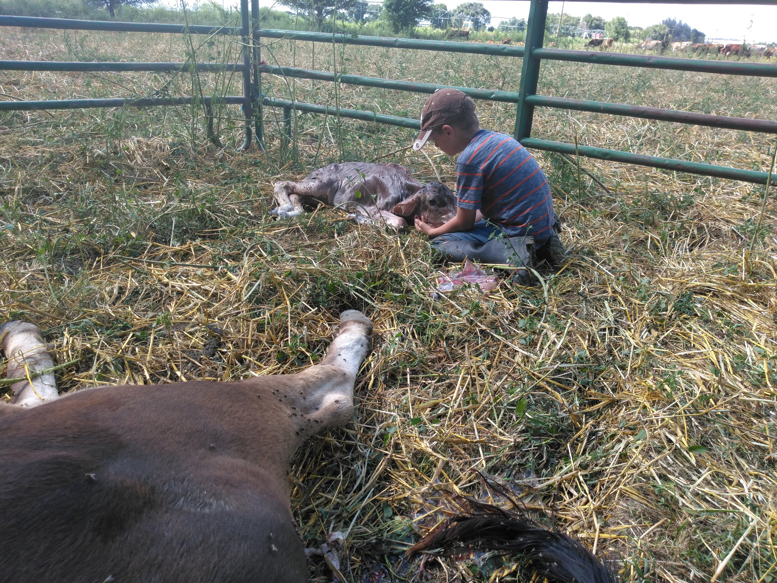 Doug+Wiley+-+IMG_20190805_155211 A young boy sitting on the ground in a fenced area, gently cradling a calf while a larger cow lies nearby on the straw-covered ground, highlighting a moment of care and connection in a rural farming setting.