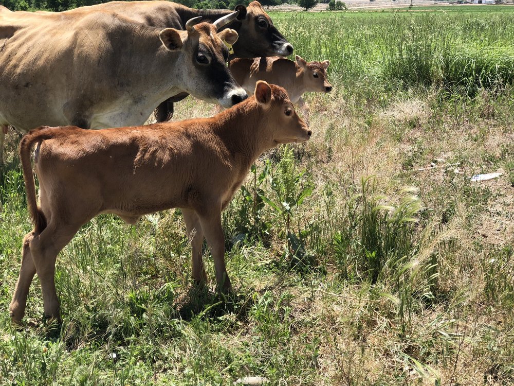 A group of Jersey cows and calves standing in a grassy field under bright sunlight, showcasing the rural farming lifestyle.