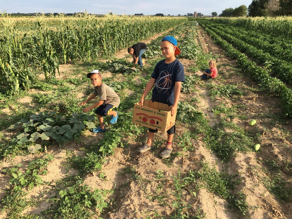 IMG_0758 Children harvesting vegetables in a farm field, surrounded by rows of corn and green plants, showcasing agricultural activities and family involvement in farming.