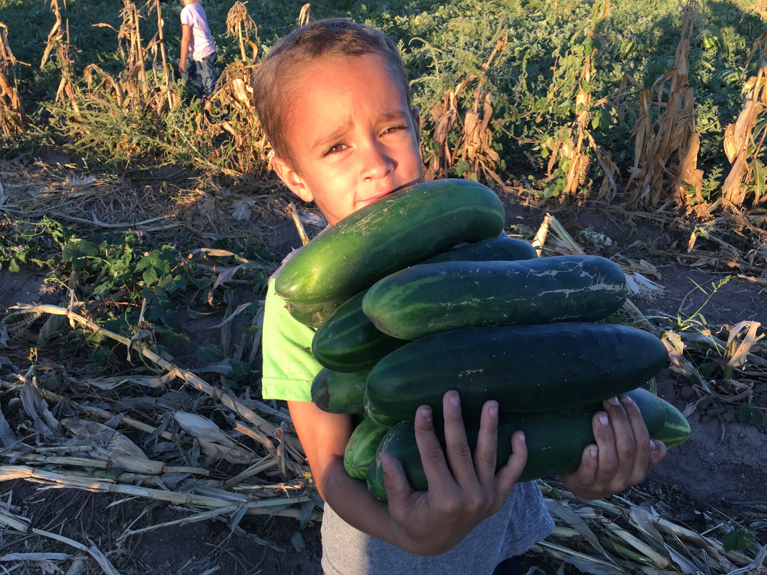 IMG_0888 A young child carries a large stack of freshly harvested cucumbers in a field, surrounded by rows of crops and plants. The image captures the essence of agriculture and farming life.
