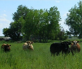 grass-fed-grass-finished-beef A group of cows of various colors grazing in a lush green field under a clear blue sky, with trees in the background.
