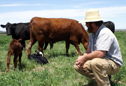 grass-fed-grass-finished-organic-beef-cows Farmer kneeling in a grassy field, observing a group of cows and calves, under a clear blue sky.