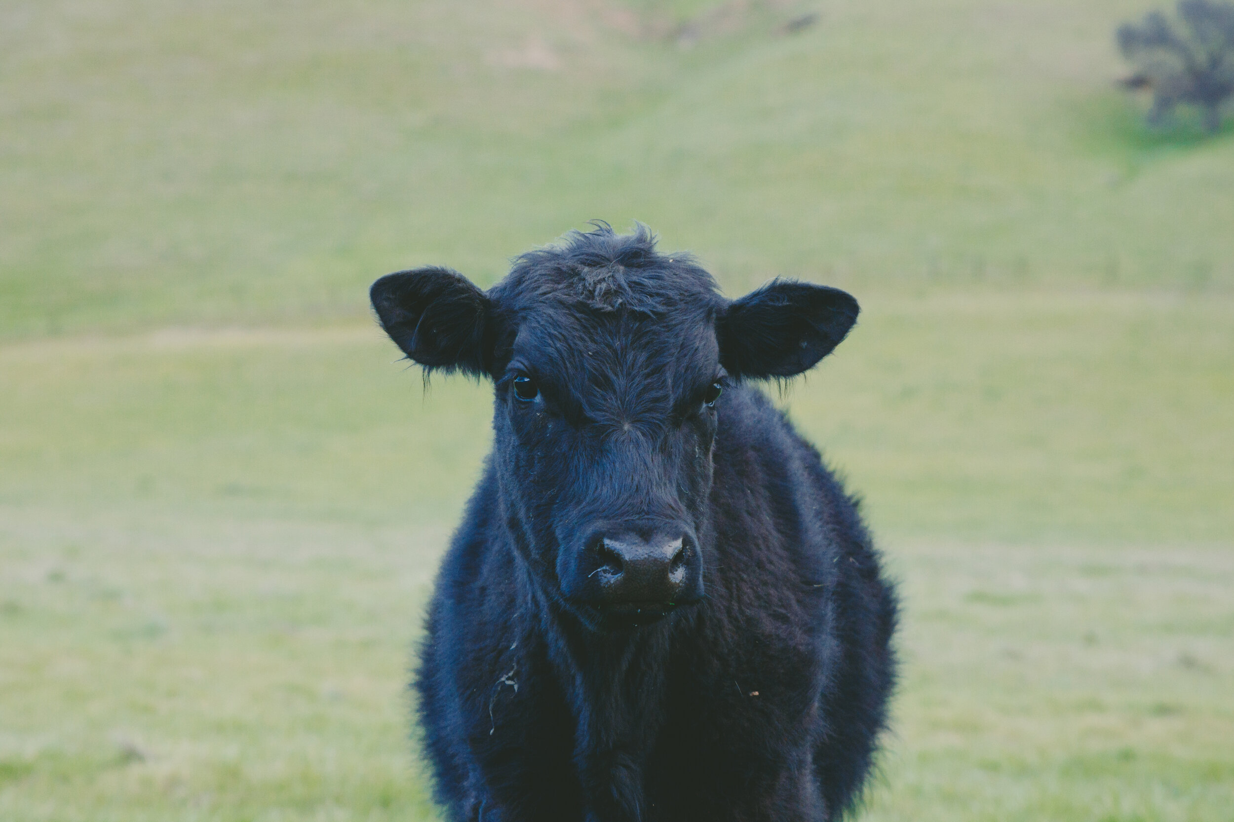 image-asset (4) Black calf standing in a green pasture, looking directly at the camera with a blurred background of rolling hills.