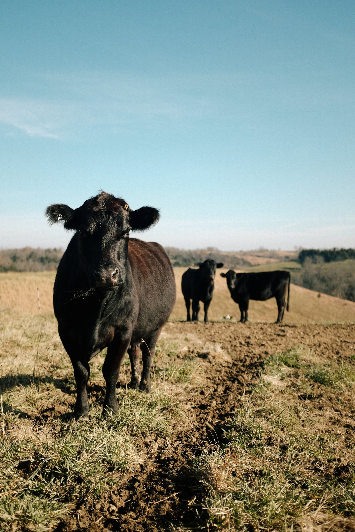 image-asset (5) Black cows grazing in a sunny pasture with a clear blue sky and rolling hills in the background.